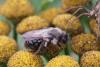 Andrena vaga